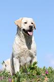 LABRADOR 558